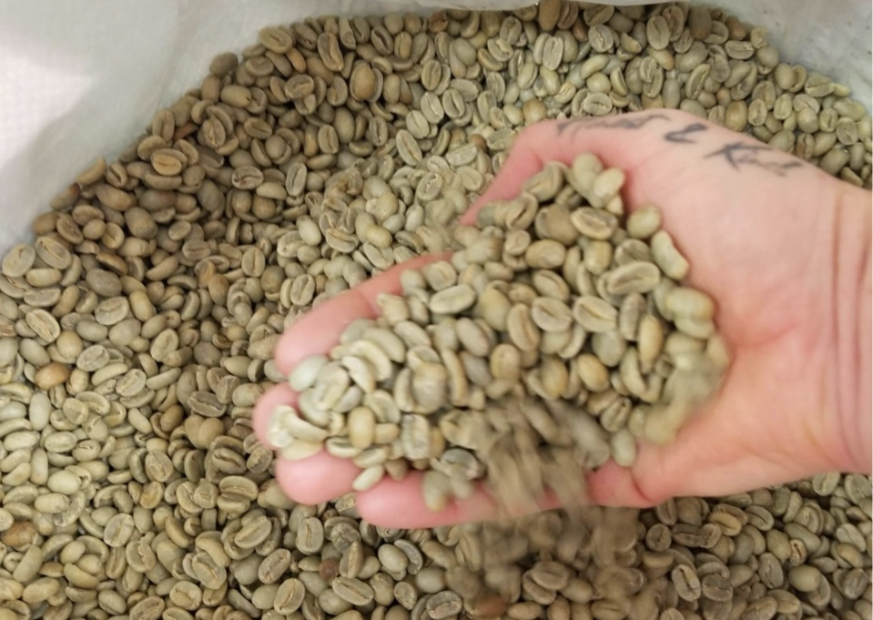 Sustainably sourced fair trade organic shade grown green coffee beans before roaster
