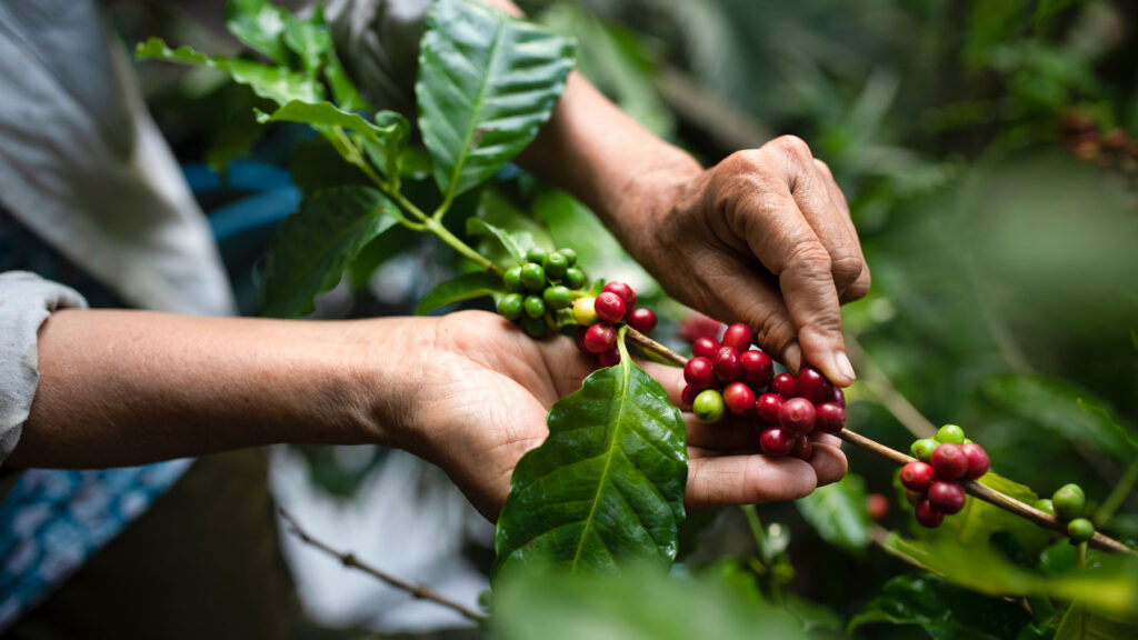 Fresh coffee cherries being hand-picked on a sustainable farm—where the journey of every Cupla Coffee bean begins