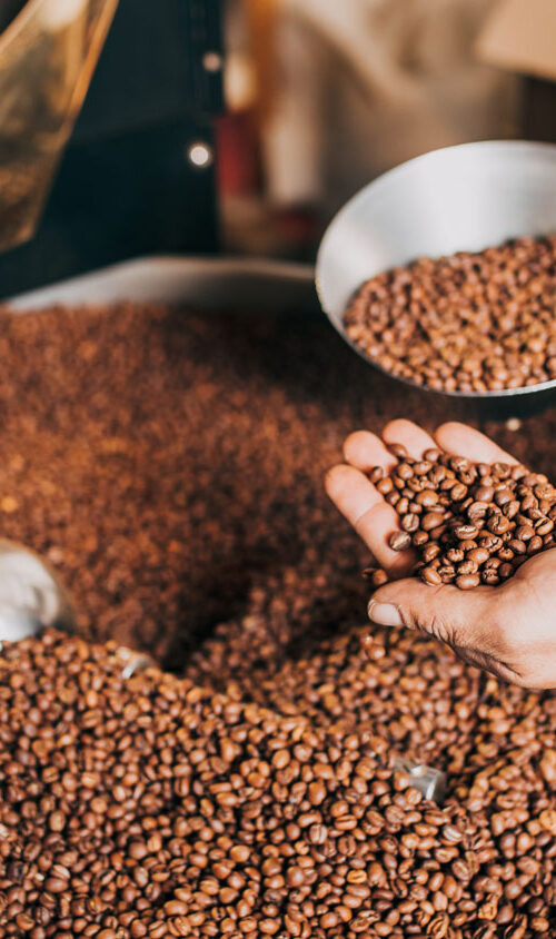 The history of coffee reflected through freshly roasted beans being hand-inspected in a small-batch roaster—symbolizing the craft and care behind Cupla Coffee